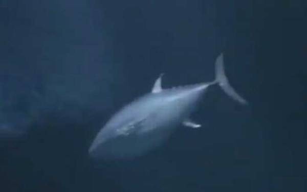 蓝鳍金枪鱼是什么鱼?