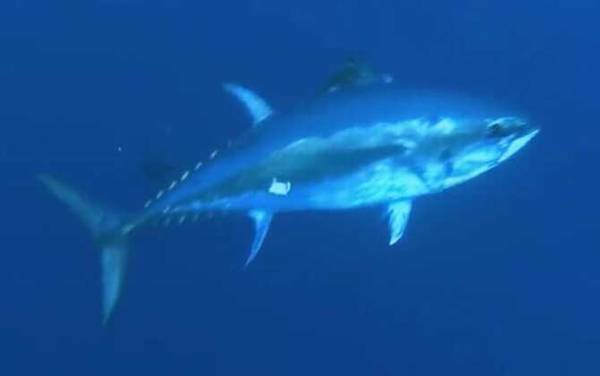 蓝鳍金枪鱼价格多少钱一斤?