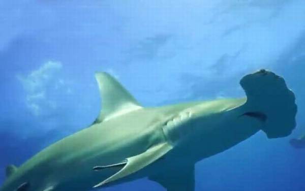 鲨鱼是什么鱼?