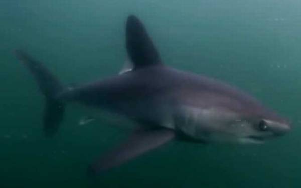 鼠鲨是什么鱼?