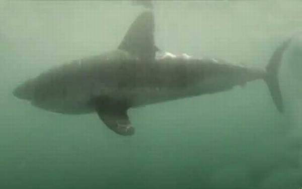 鼠鲨是什么鱼?