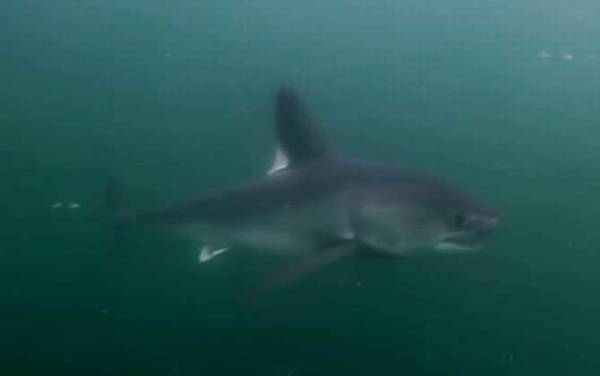 鼠鲨是什么鱼?
