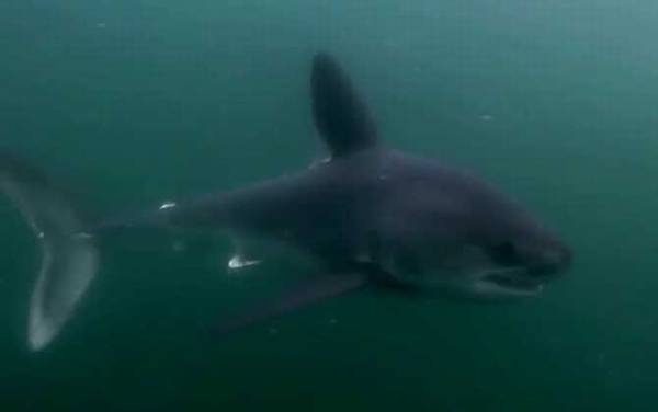 鼠鲨是什么鱼?
