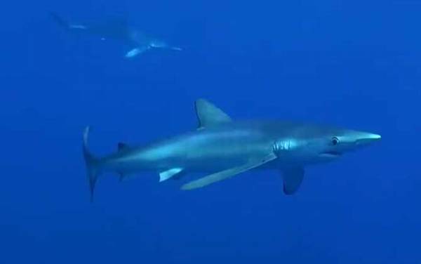 大青鲨是什么鱼?