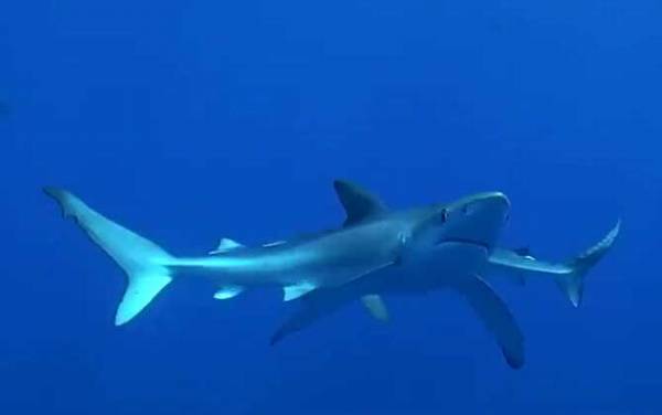大青鲨是什么鱼?