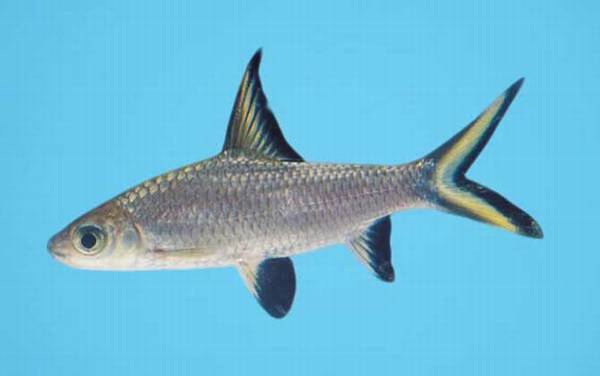 银鲨是什么鱼?
