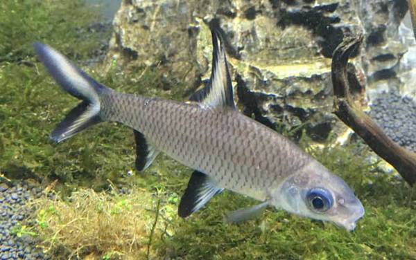 银鲨是什么鱼?
