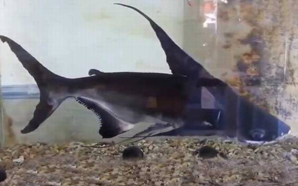 淡水鲨鱼是什么鱼?