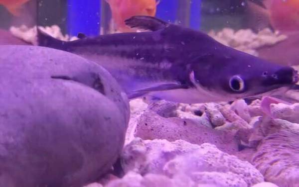 淡水鲨鱼是什么鱼?