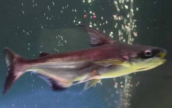 淡水鲨鱼是什么鱼?