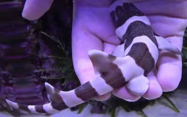 狗鲨是什么鲨鱼?