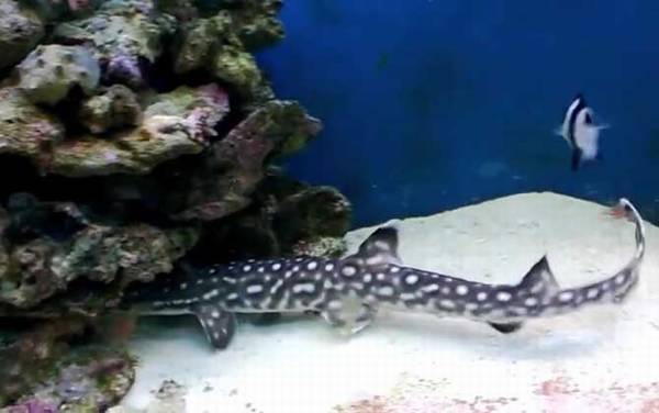 狗鲨是什么鲨鱼?