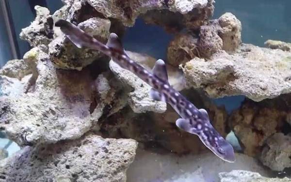 狗鲨是什么鲨鱼?