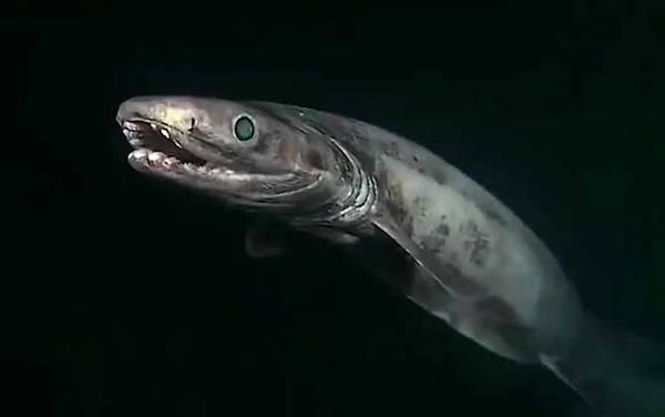 开口鲨是什么动物?