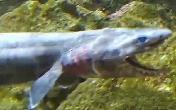 开口鲨是什么动物?