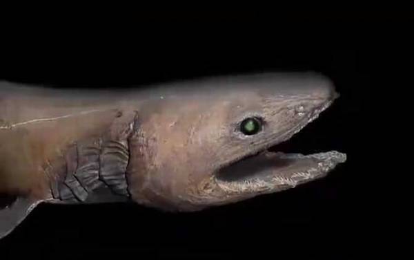 开口鲨是什么动物?