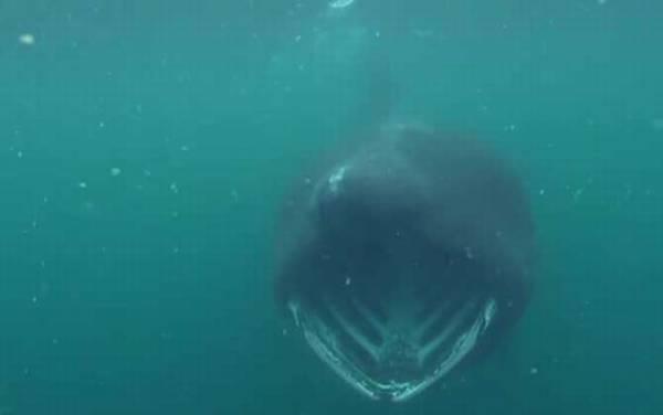 姥鲨是什么鲨鱼?