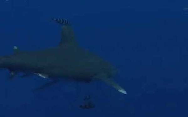 白鳍鲨是什么鲨鱼?