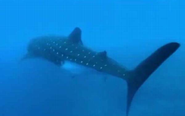 鲸鲨是什么鲨鱼?