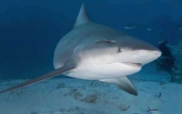 牛鲨是什么鲨鱼?