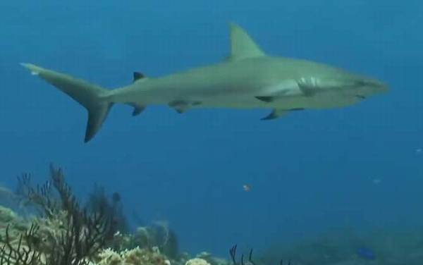 牛鲨是什么鲨鱼?