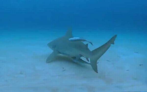 牛鲨是什么鲨鱼?