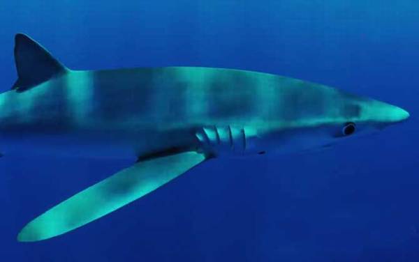 蓝鲨是什么鲨鱼?
