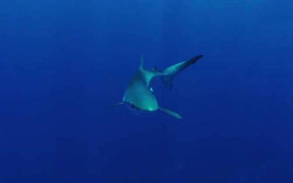 蓝鲨是什么鲨鱼?