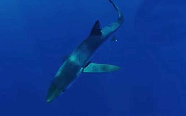 蓝鲨是什么鲨鱼?