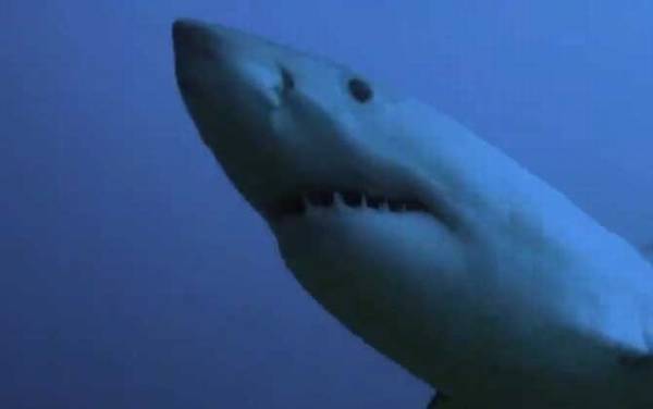 噬人鲨是什么鲨鱼?