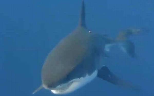 噬人鲨是什么鲨鱼?