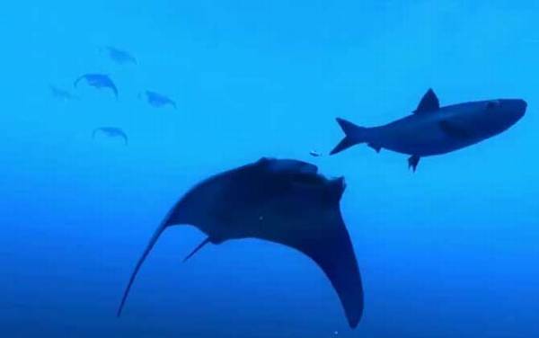 蝙蝠鲨是什么动物?