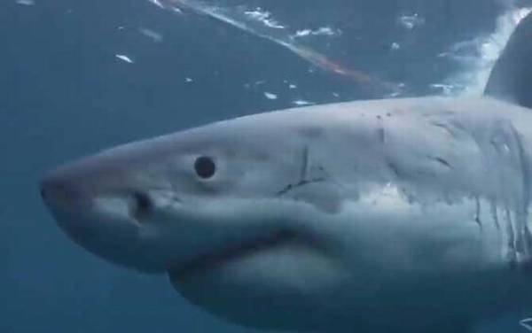 噬人鲨是什么鲨鱼?