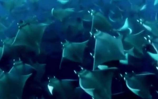 蝙蝠鲨是什么动物?