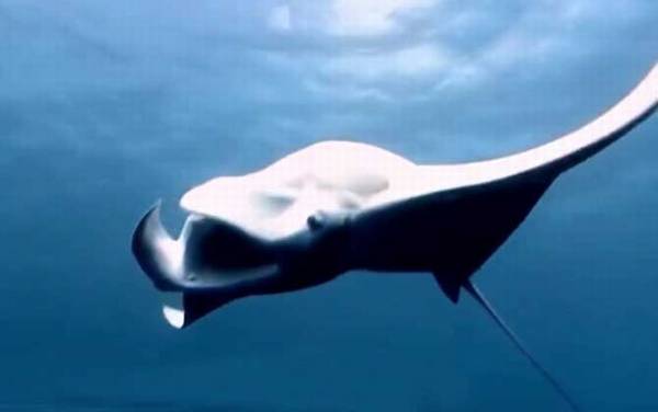 蝙蝠鲨是什么动物?