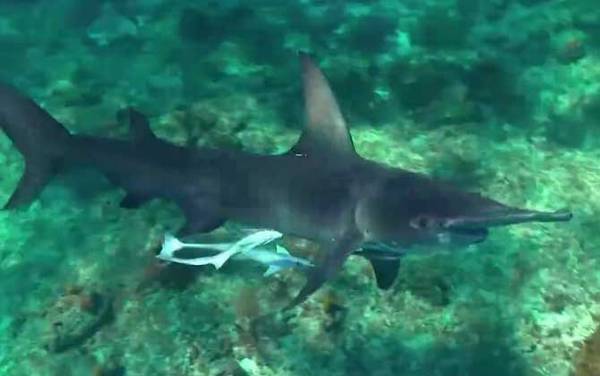 双髻鲨是什么鲨鱼?