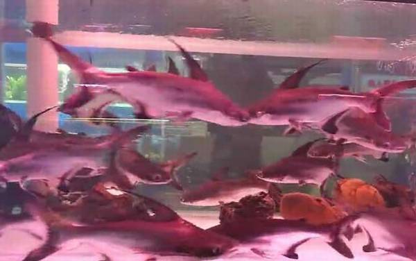 小蓝鲨是什么鱼?