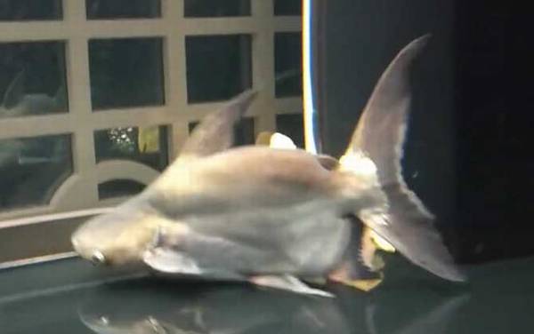 小蓝鲨是什么鱼?