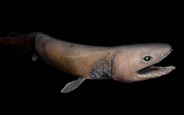 皱鳃鲨是什么动物?