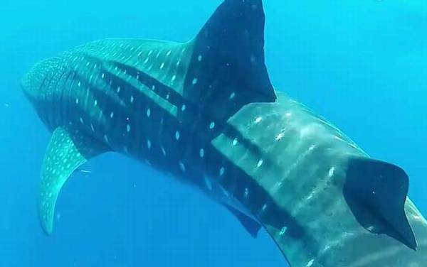 豆腐鲨是什么鲨鱼?