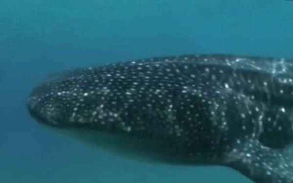 豆腐鲨是什么鲨鱼?