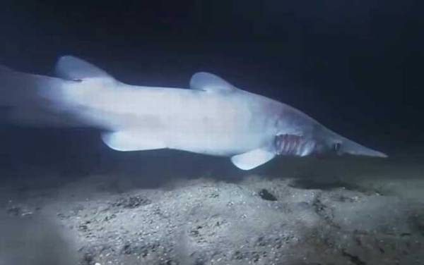 剑吻鲨是什么鲨鱼?