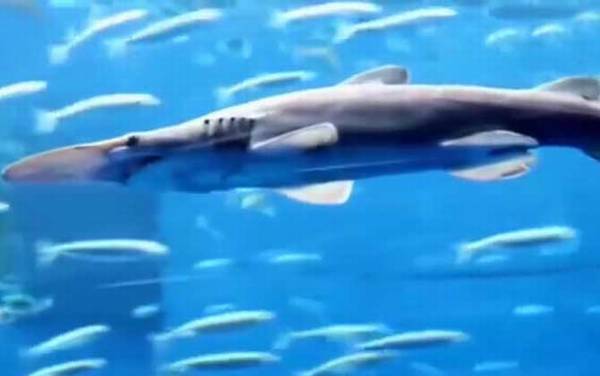 剑吻鲨是什么鲨鱼?