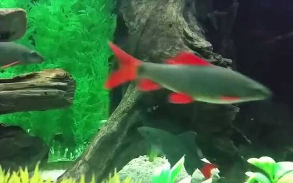 彩虹鲨是什么动物?