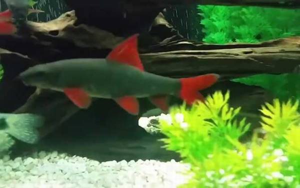 彩虹鲨是什么动物?