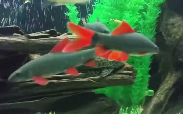 彩虹鲨是什么动物?