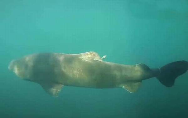 格陵兰鲨是什么鲨鱼?