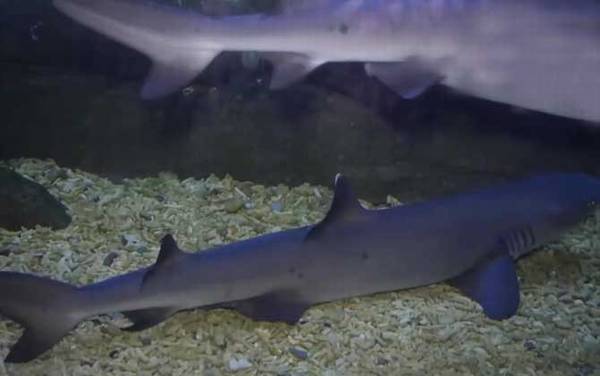 黑鳍鲨是什么鲨鱼?