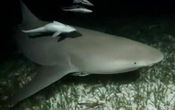 柠檬鲨是什么鲨鱼?