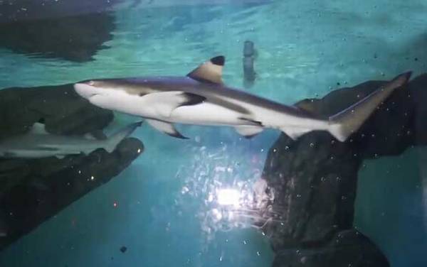 黑鳍鲨是什么鲨鱼?